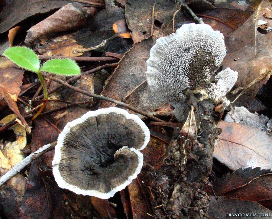 Ritrovamenti di fine Dicembre 2008  parte 1a